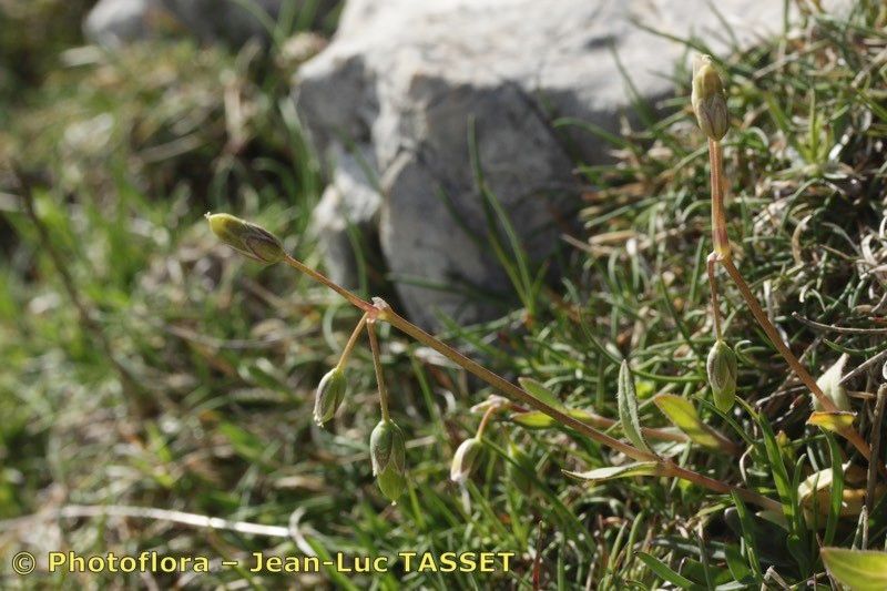 Holosteum breistrofferi habit