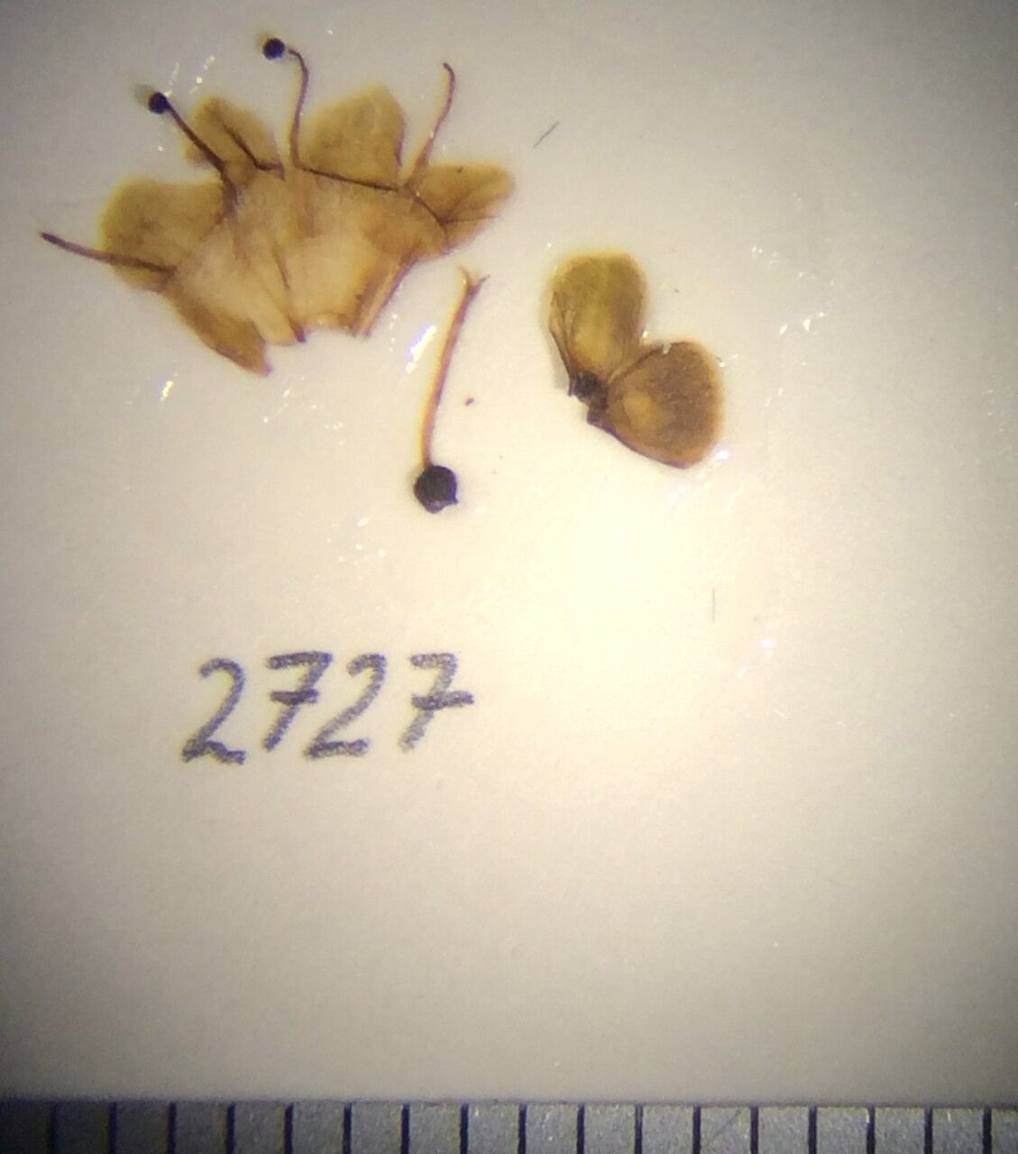 Premna interrupta other