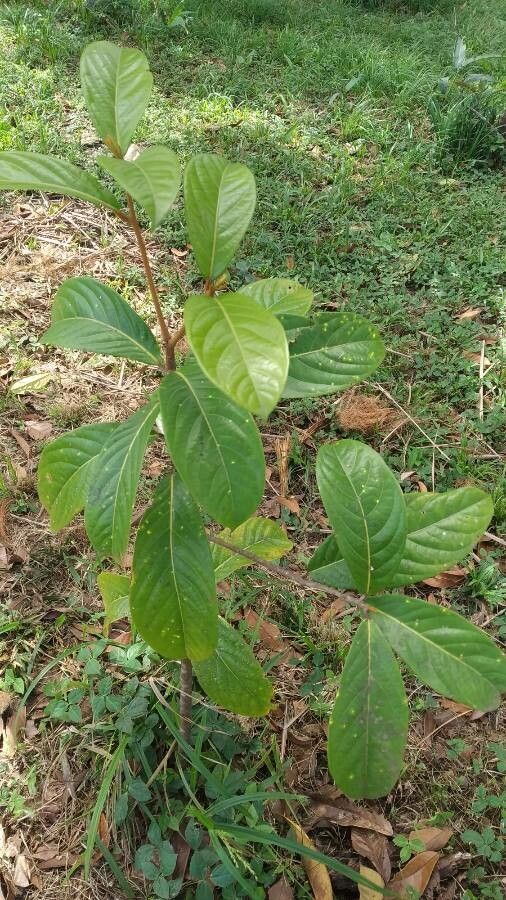 Aniba rosaeodora — search result for 'Lauraceae'