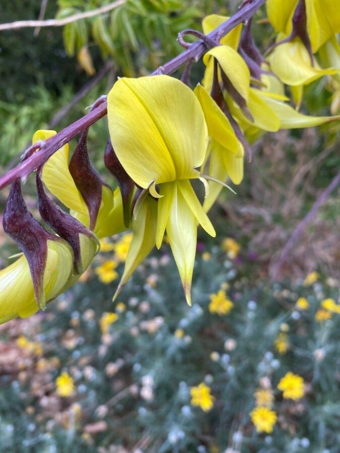 Crotalaria laburnifolia flower