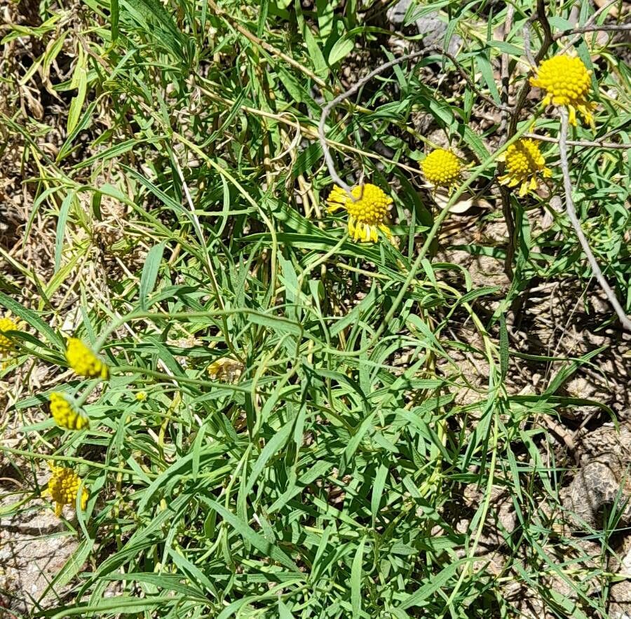 Helenium donianum habit
