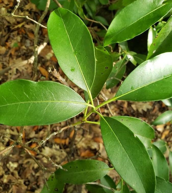 Osmanthus americanus — related species from the same genus