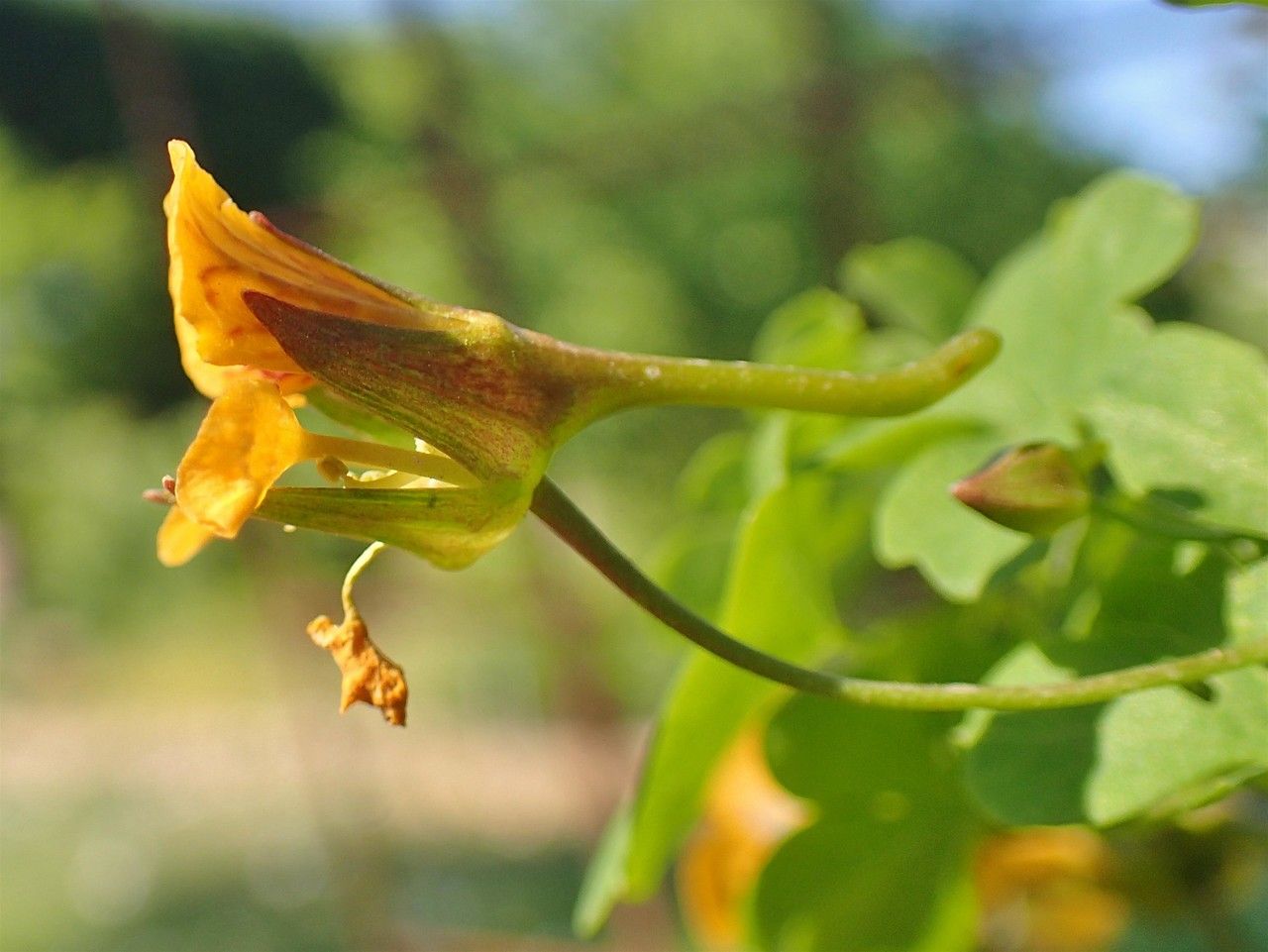 Tropaeolum ciliatum habit