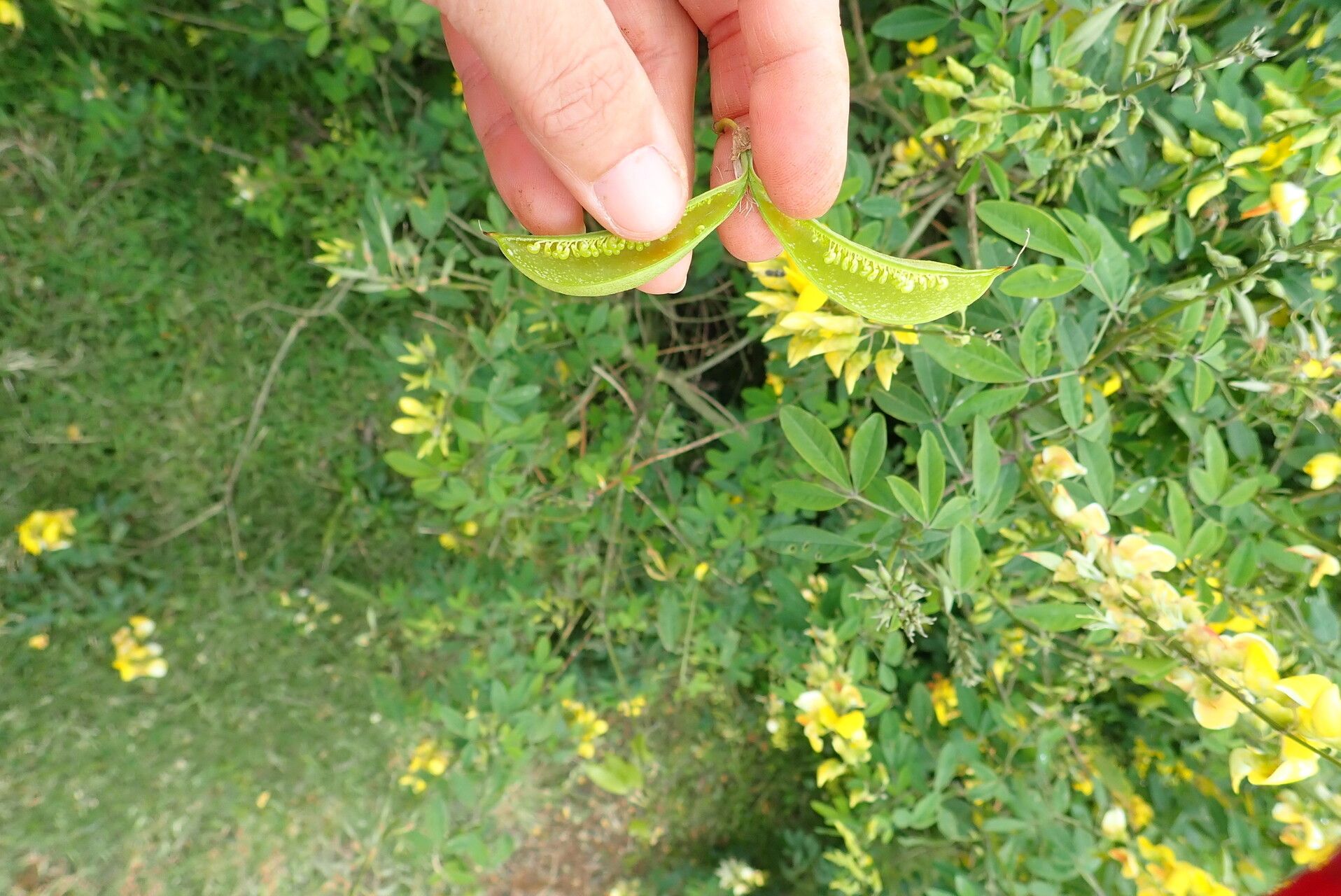 Crotalaria mildbraedii fruit