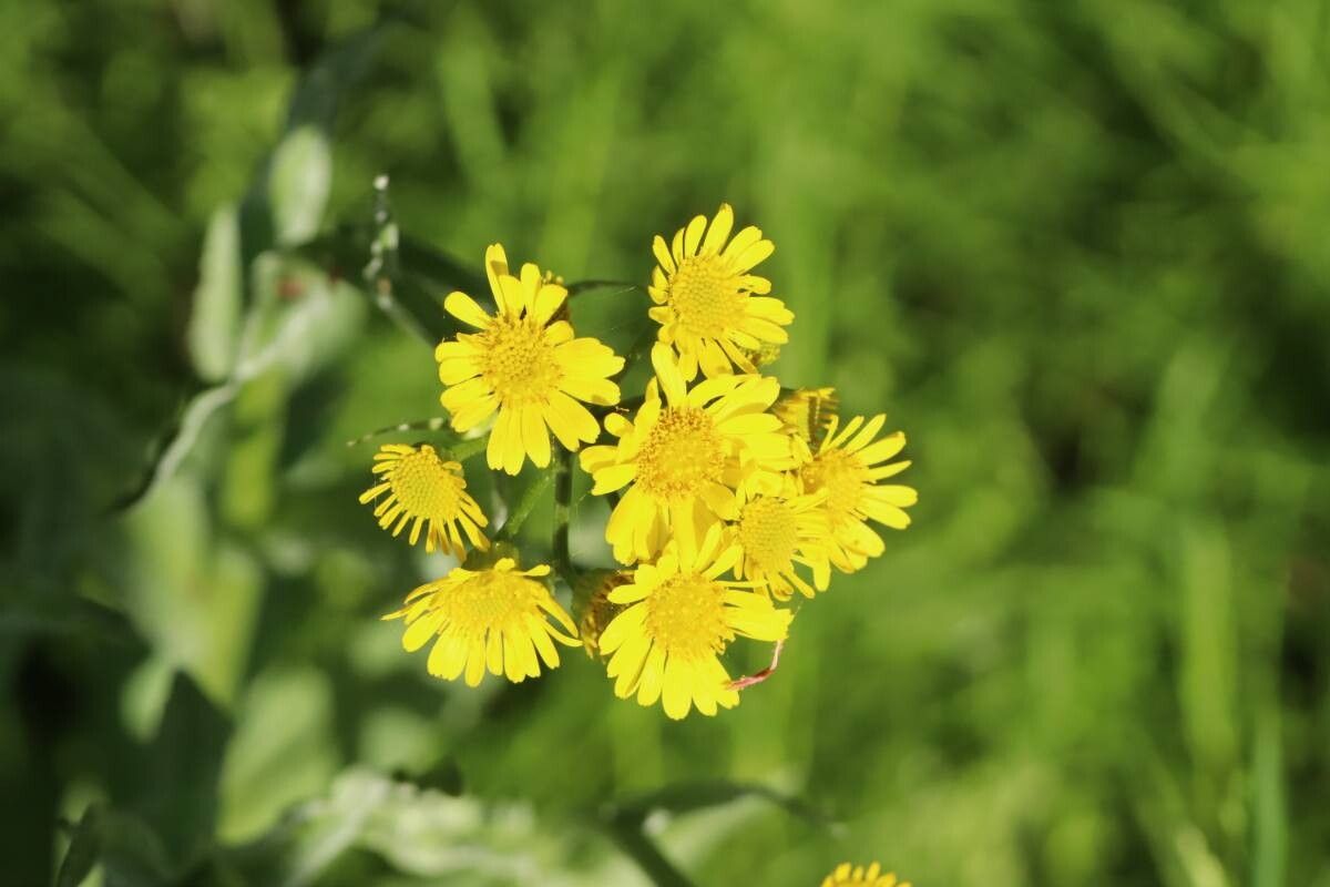 Tephroseris pierotii — houseplant care guide