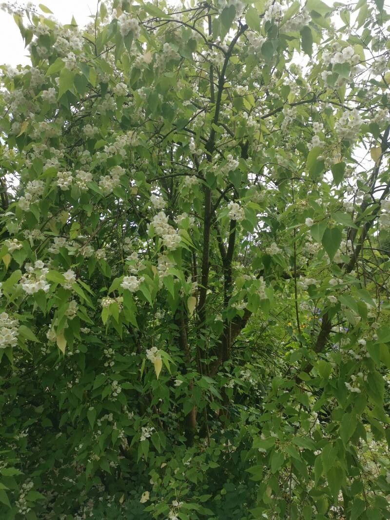 Hoheria lyallii habit