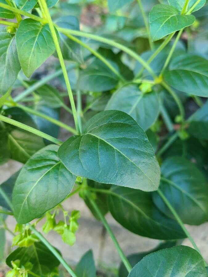 Oxybaphus nyctagineus