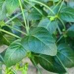 Oxybaphus nyctagineus