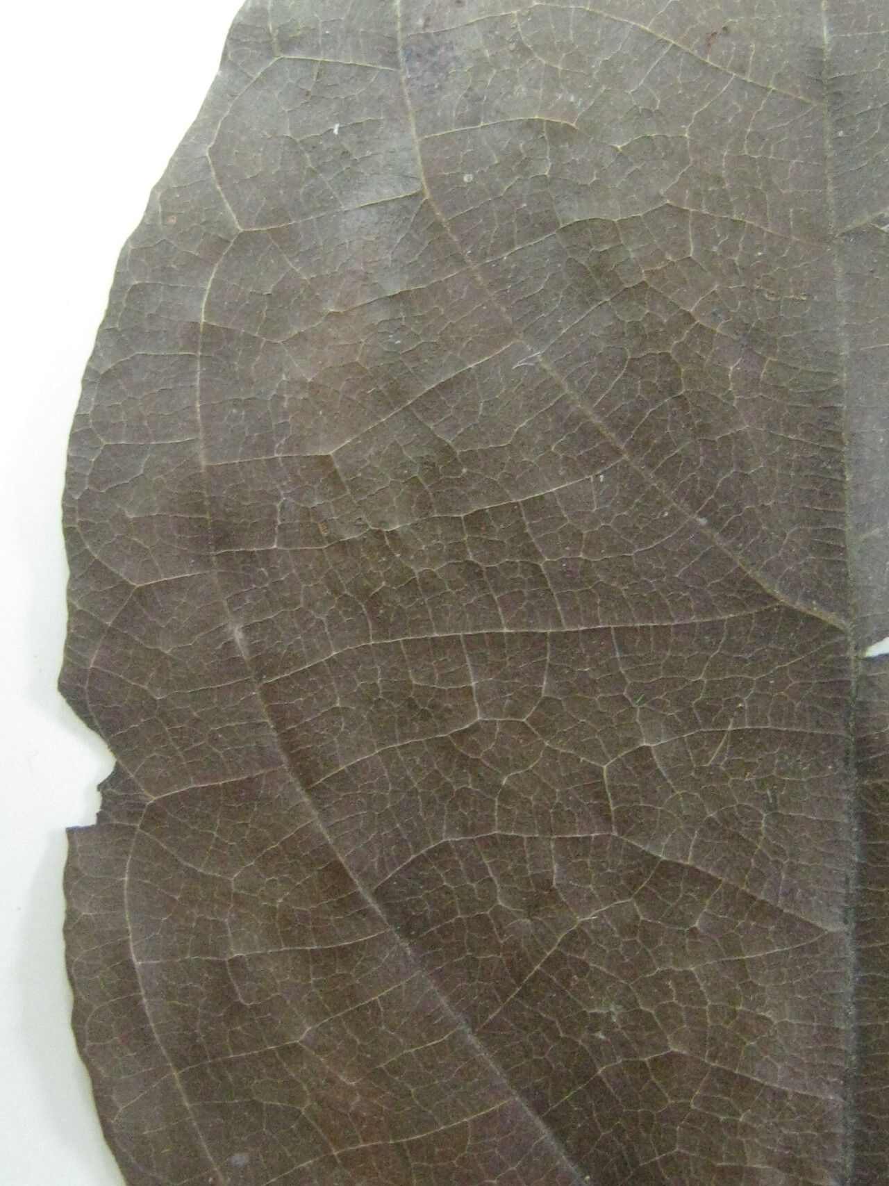 Campomanesia grandiflora — related species from the same genus