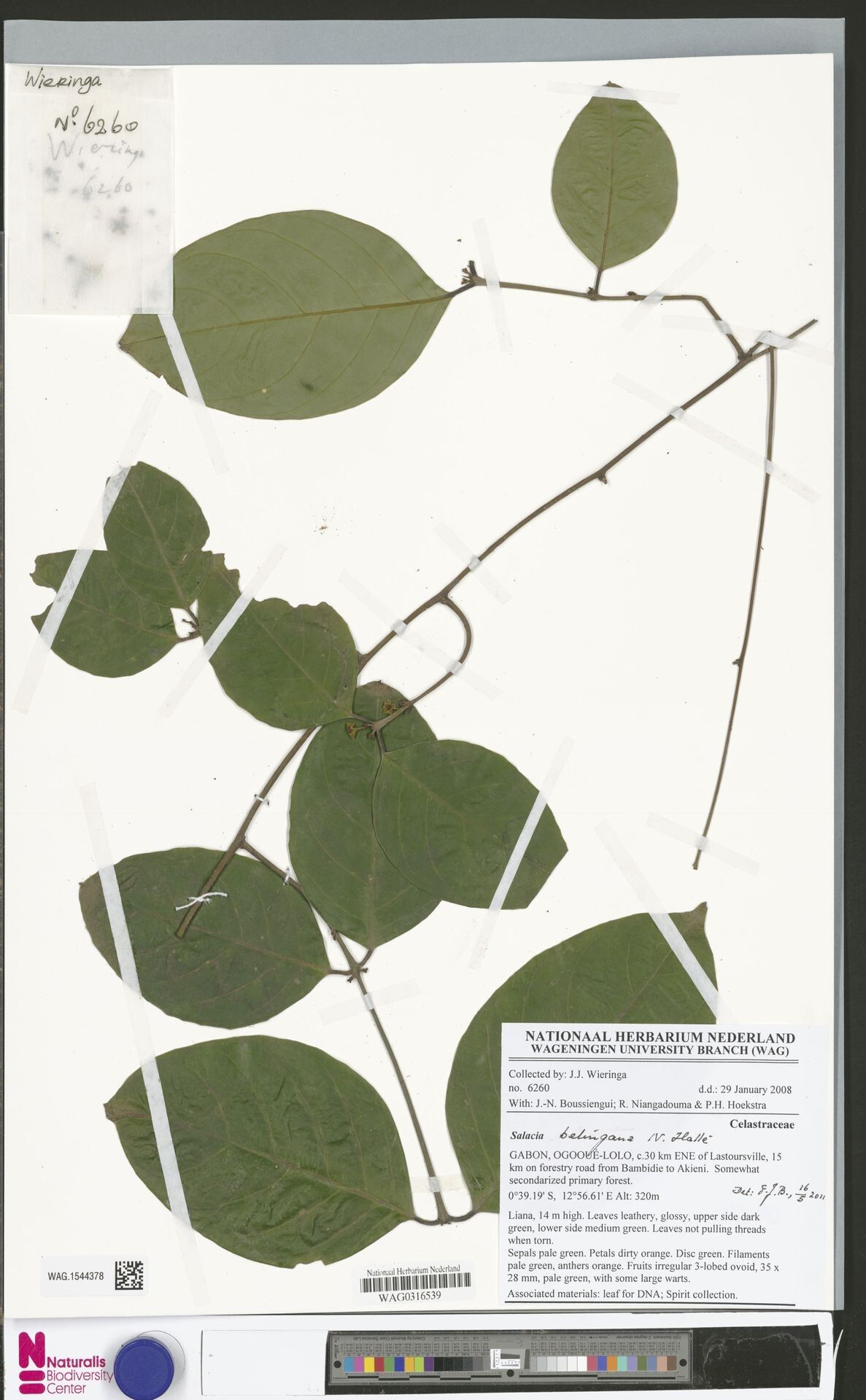 Salacia belingana — houseplant care guide