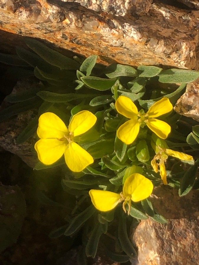 Erysimum penyalarensis flower
