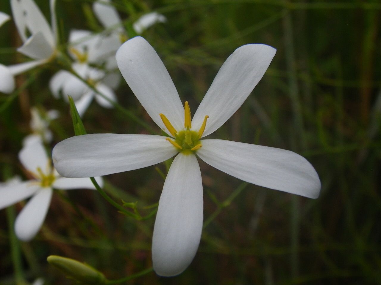 Sabatia brevifolia flower