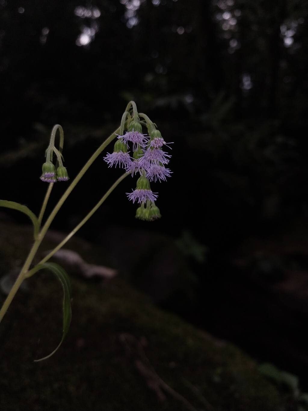 Ageratum riparium flower
