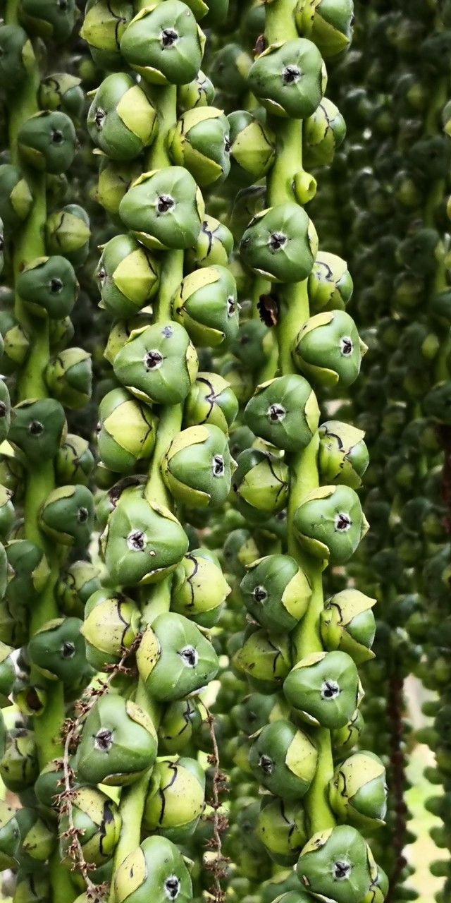 Arenga pinnata fruit