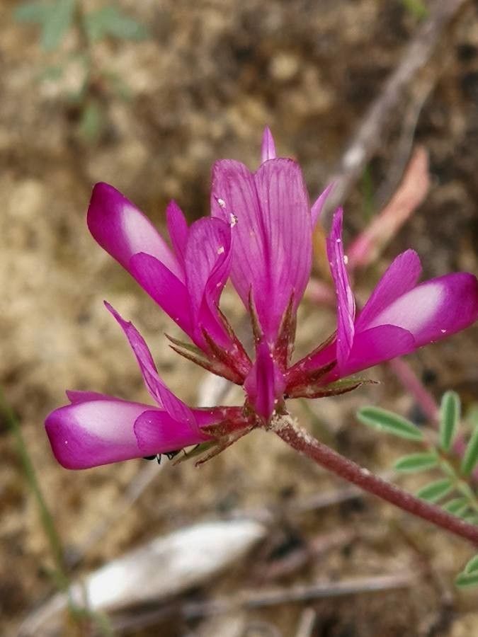 Hedysarum glomeratum flower