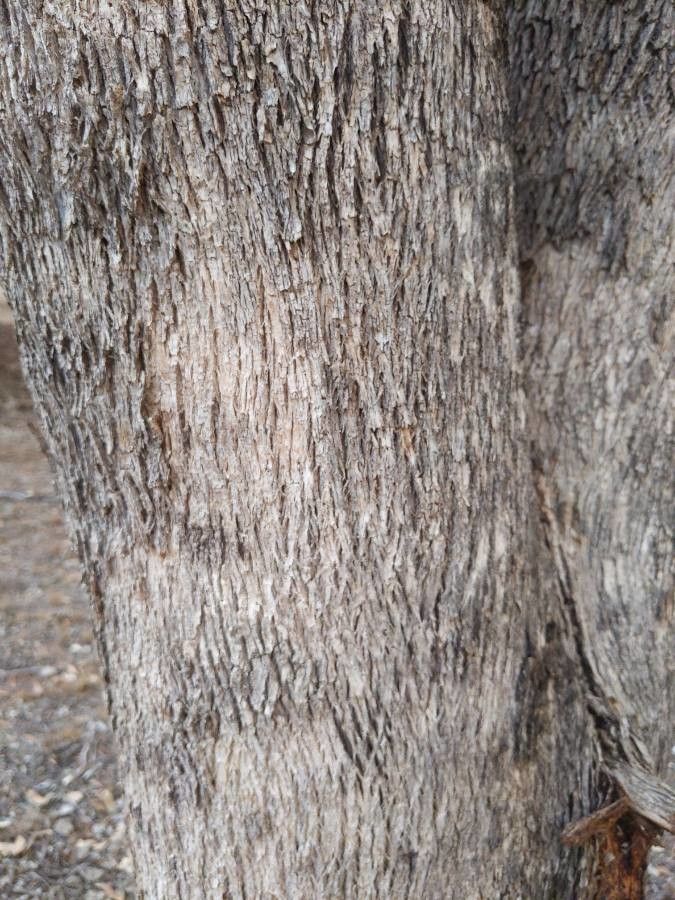 Eucalyptus microcarpa bark