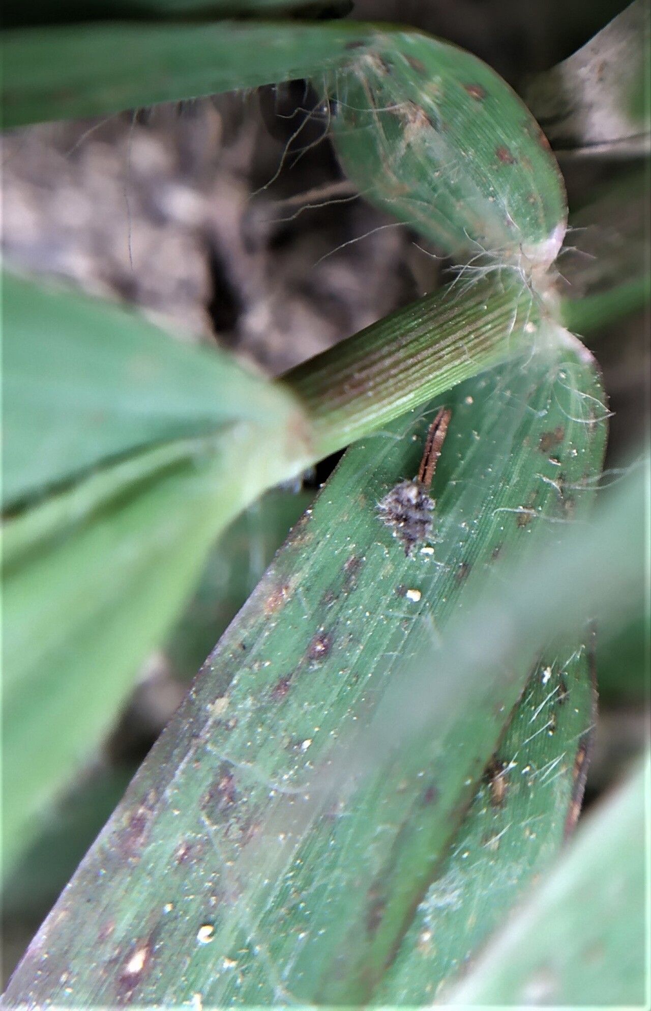 Polytrias indica leaf