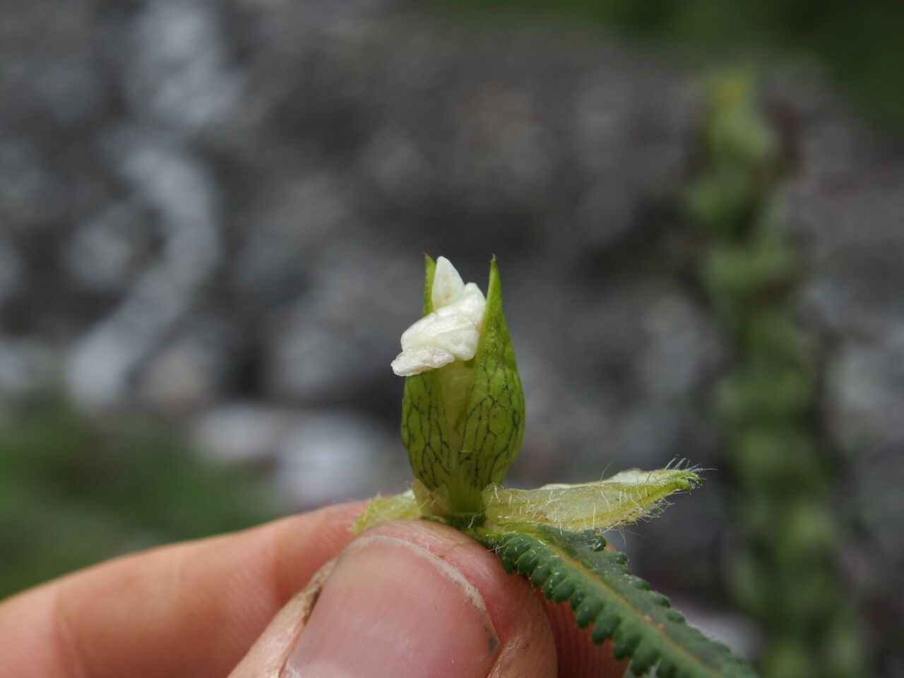 Pedicularis anserantha other