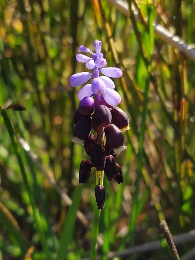 Muscari pulchellum — search result for 'Muscari'