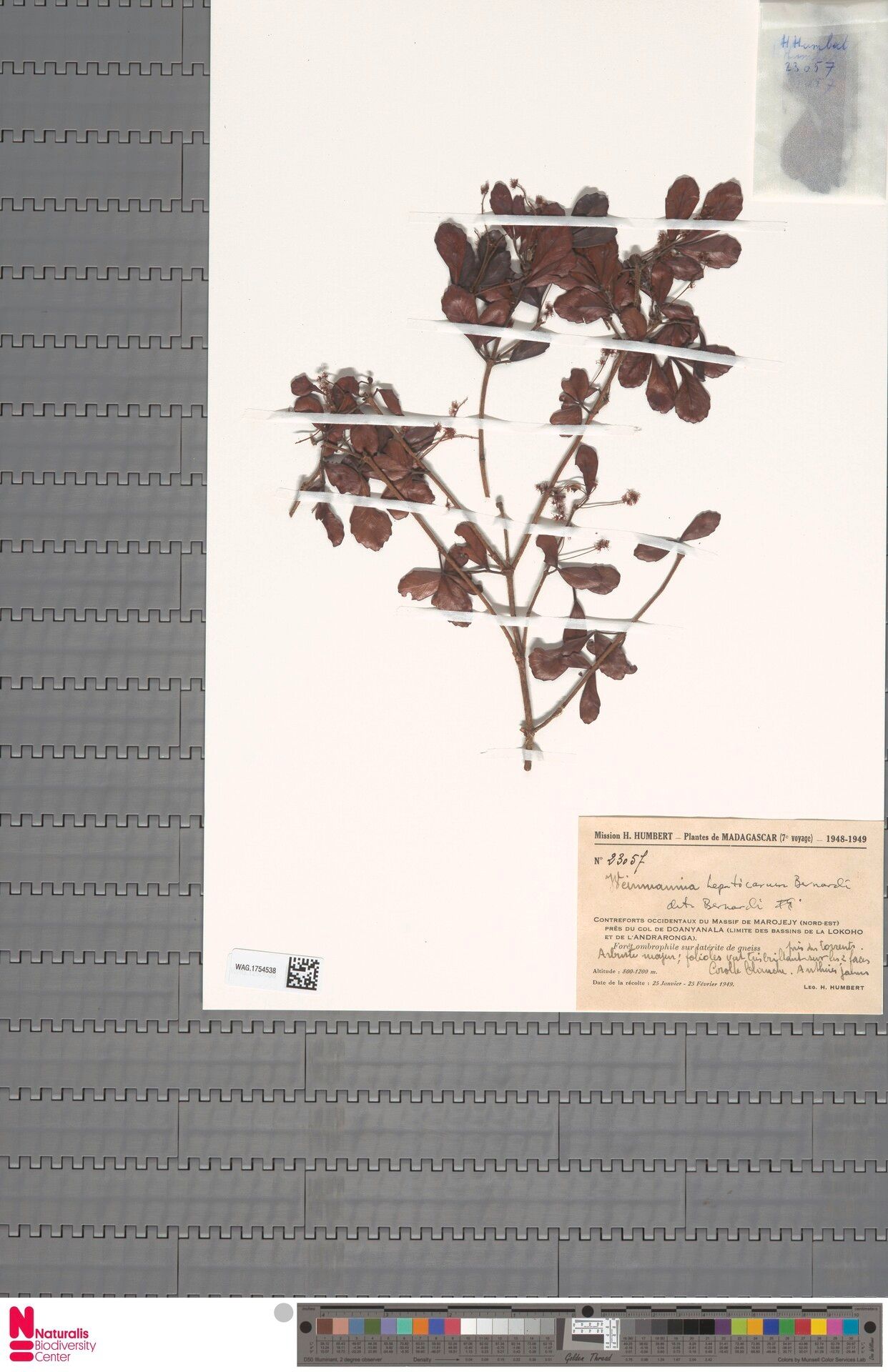 Pterophylla hepaticarum — houseplant care guide