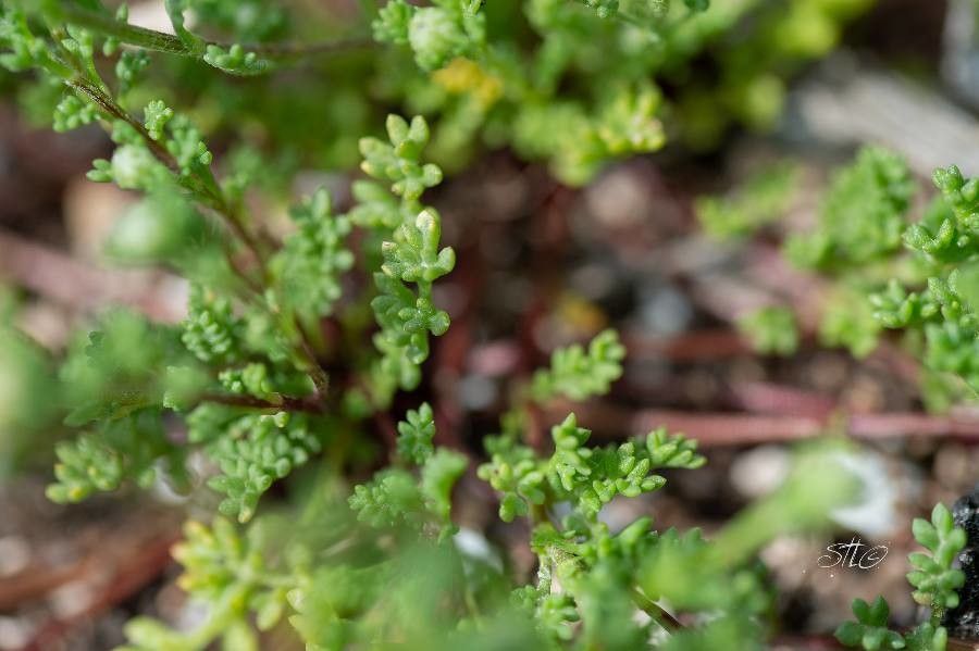 Anthemis secundiramea leaf