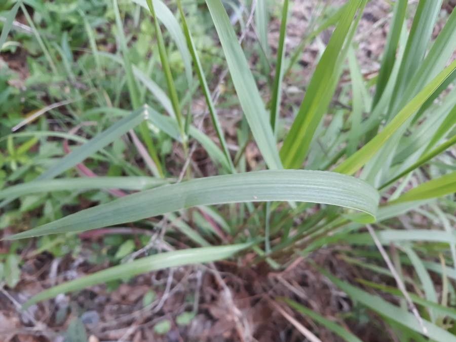 Sorghastrum nutans leaf
