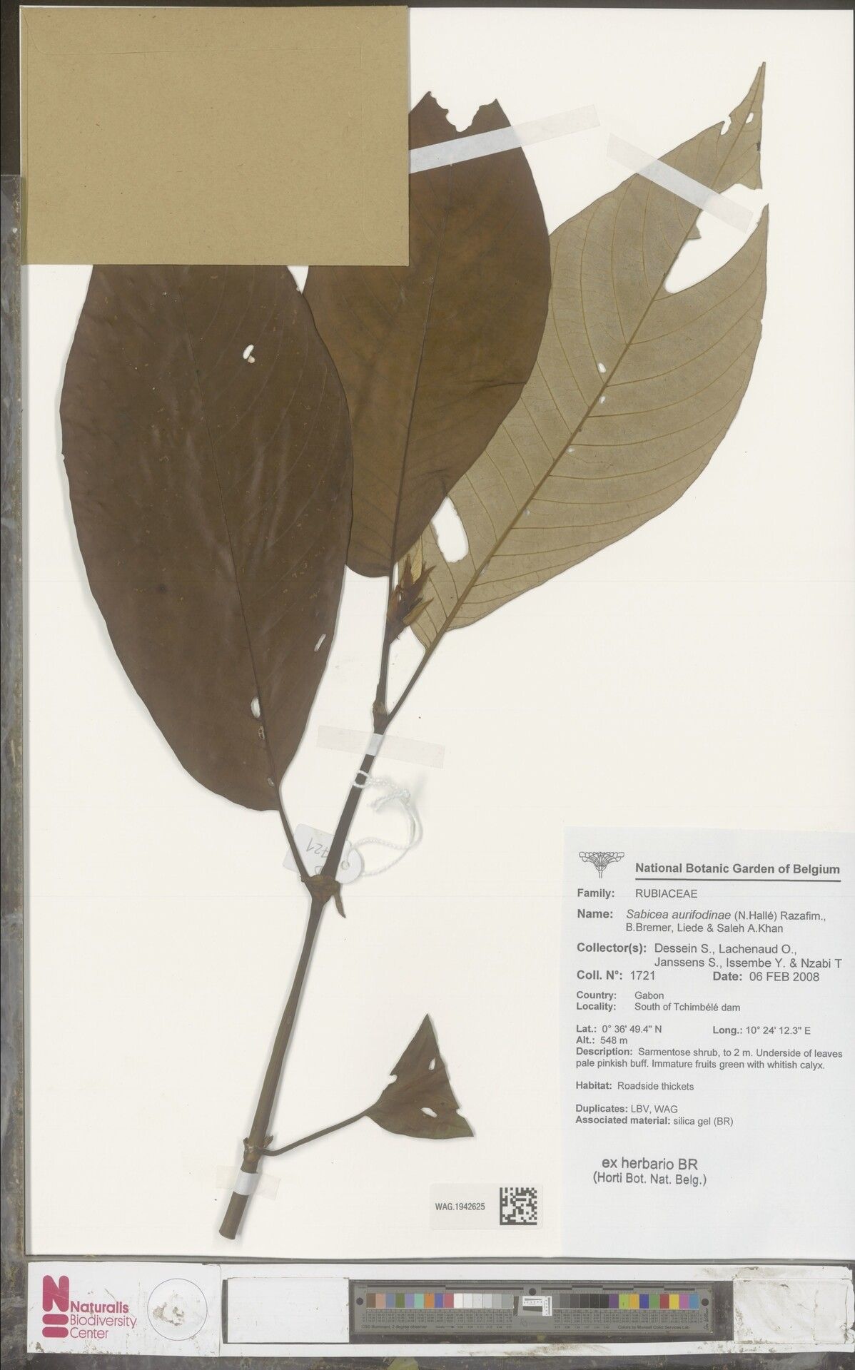 Sabicea aurifodinae — houseplant care guide