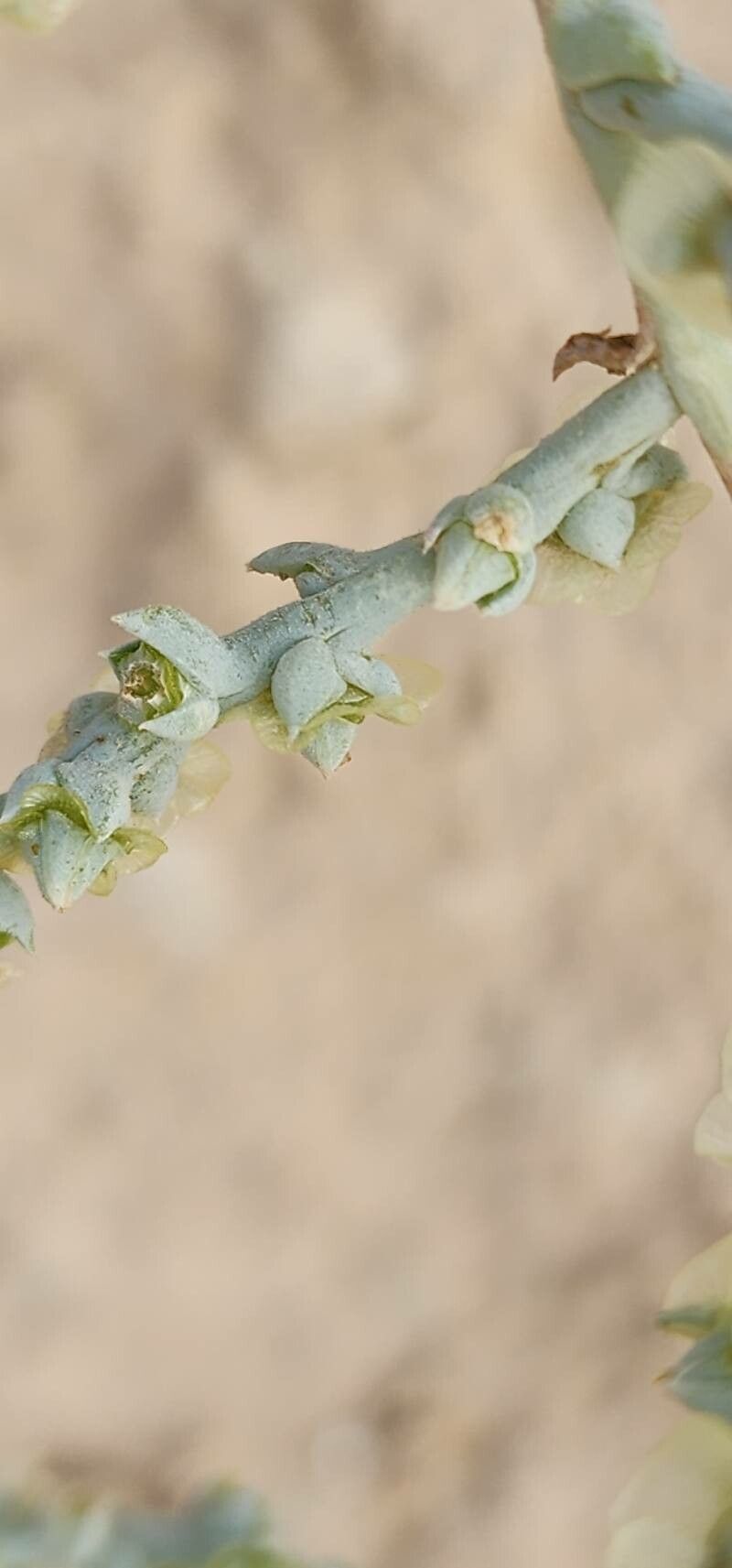Caroxylon incanescens leaf