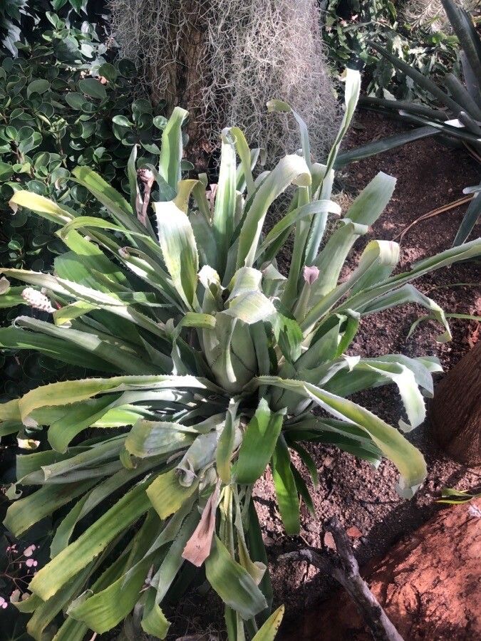 Aechmea comata — search result for 'Aechmea'