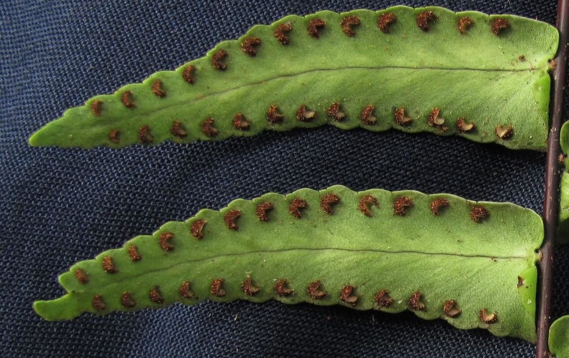 Nephrolepis obtusiloba other