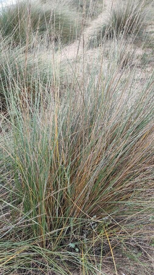 Elymus farctus habit