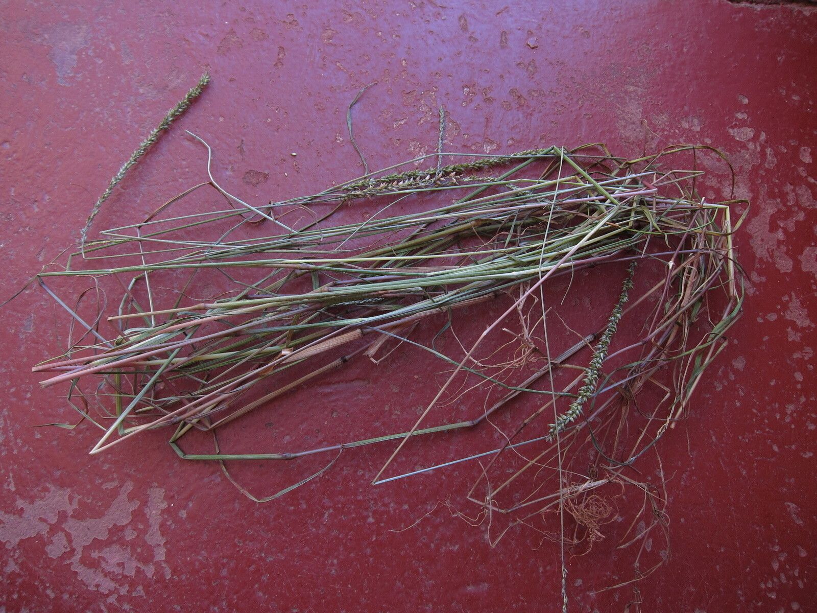 Sacciolepis viguieri — houseplant care guide