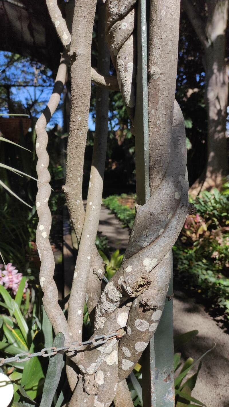 Mucuna macrocarpa bark