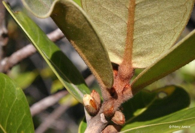 Planchonella skottsbergii bark