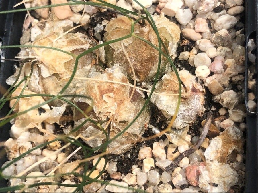 Drimia intricata bark