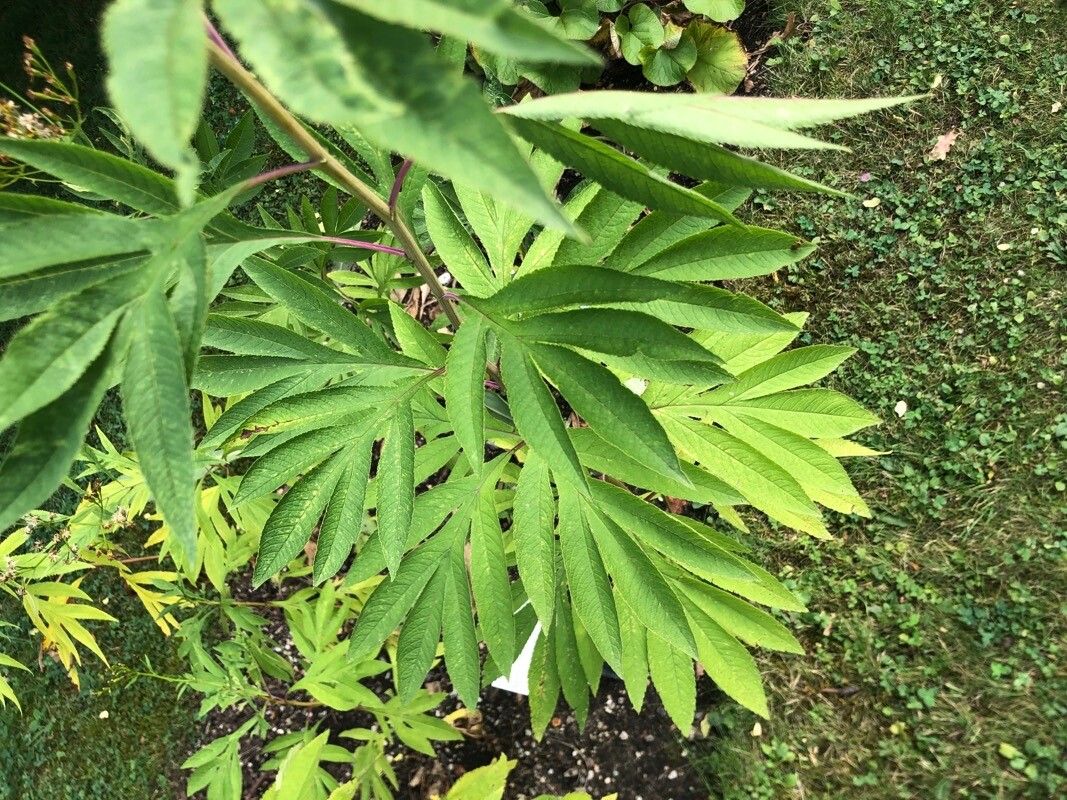 Jacobaea cannabifolia leaf