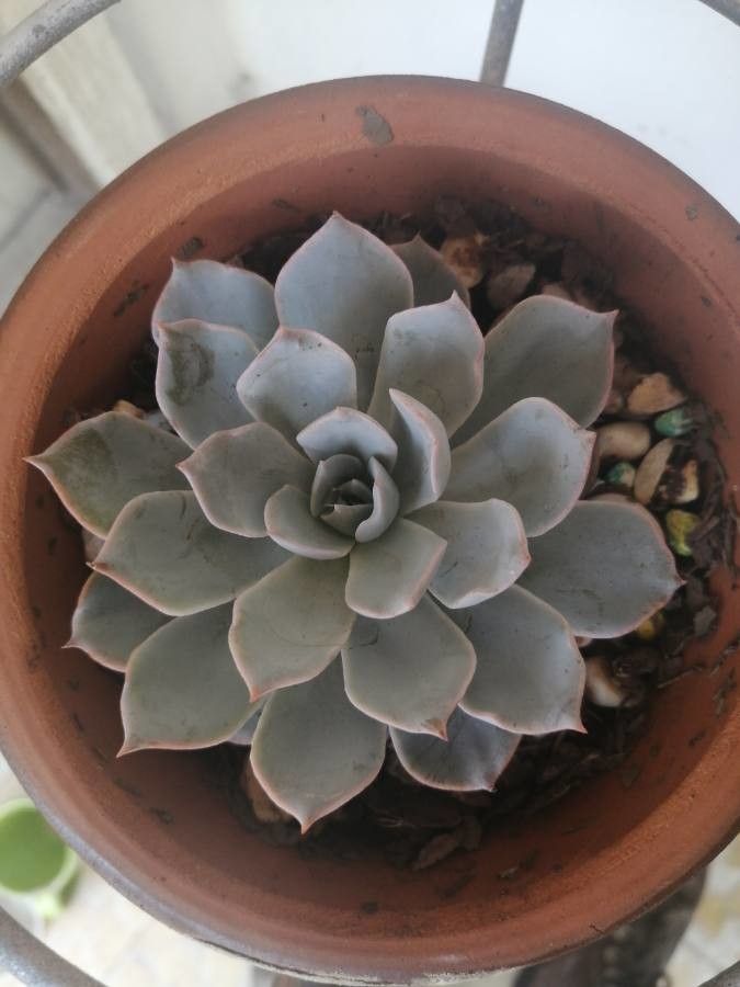 Echeveria peacockii bark