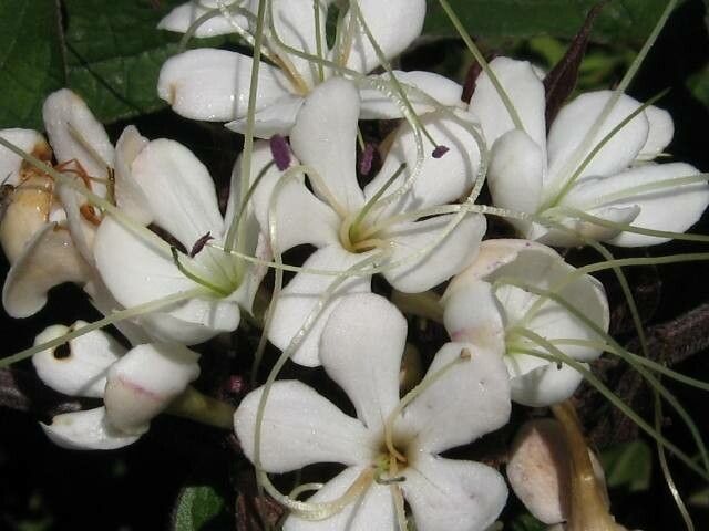 Pavetta indica flower