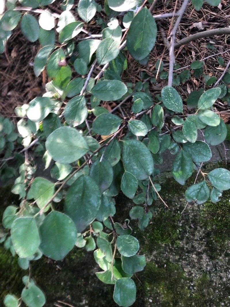 Cotoneaster pangiensis — houseplant care guide