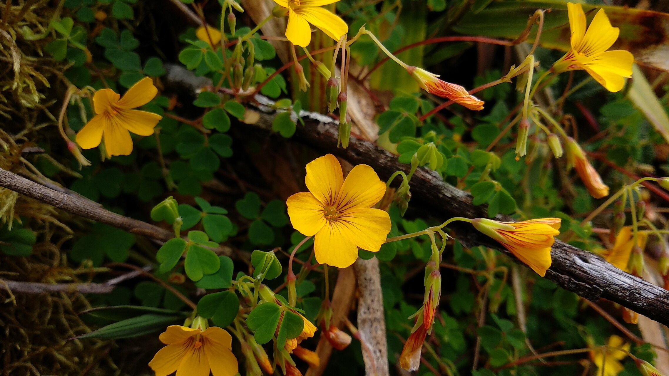 Oxalis medicaginea flower