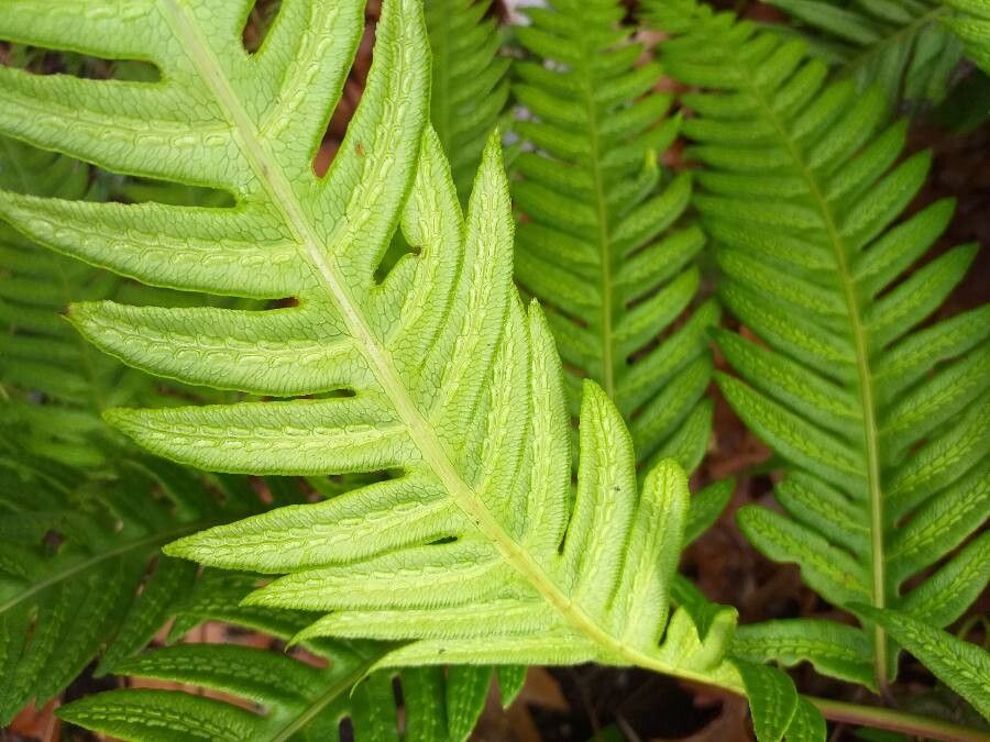 Woodwardia orientalis leaf