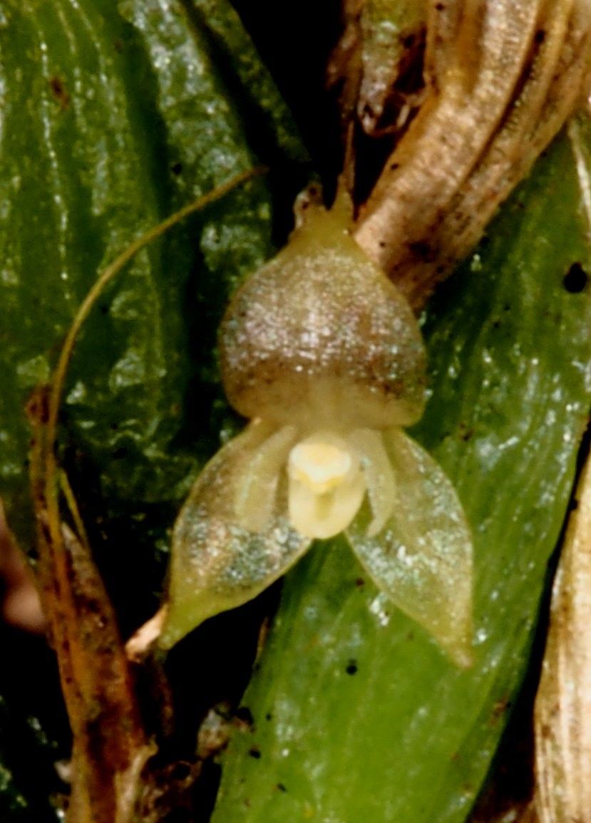 Bulbophyllum absconditum — search result for 'Vanuatu'