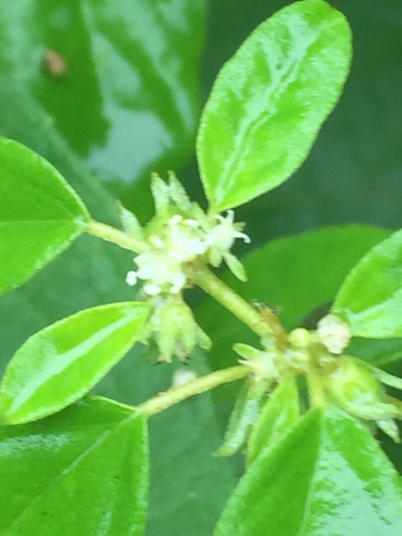 Croton monanthogynus flower