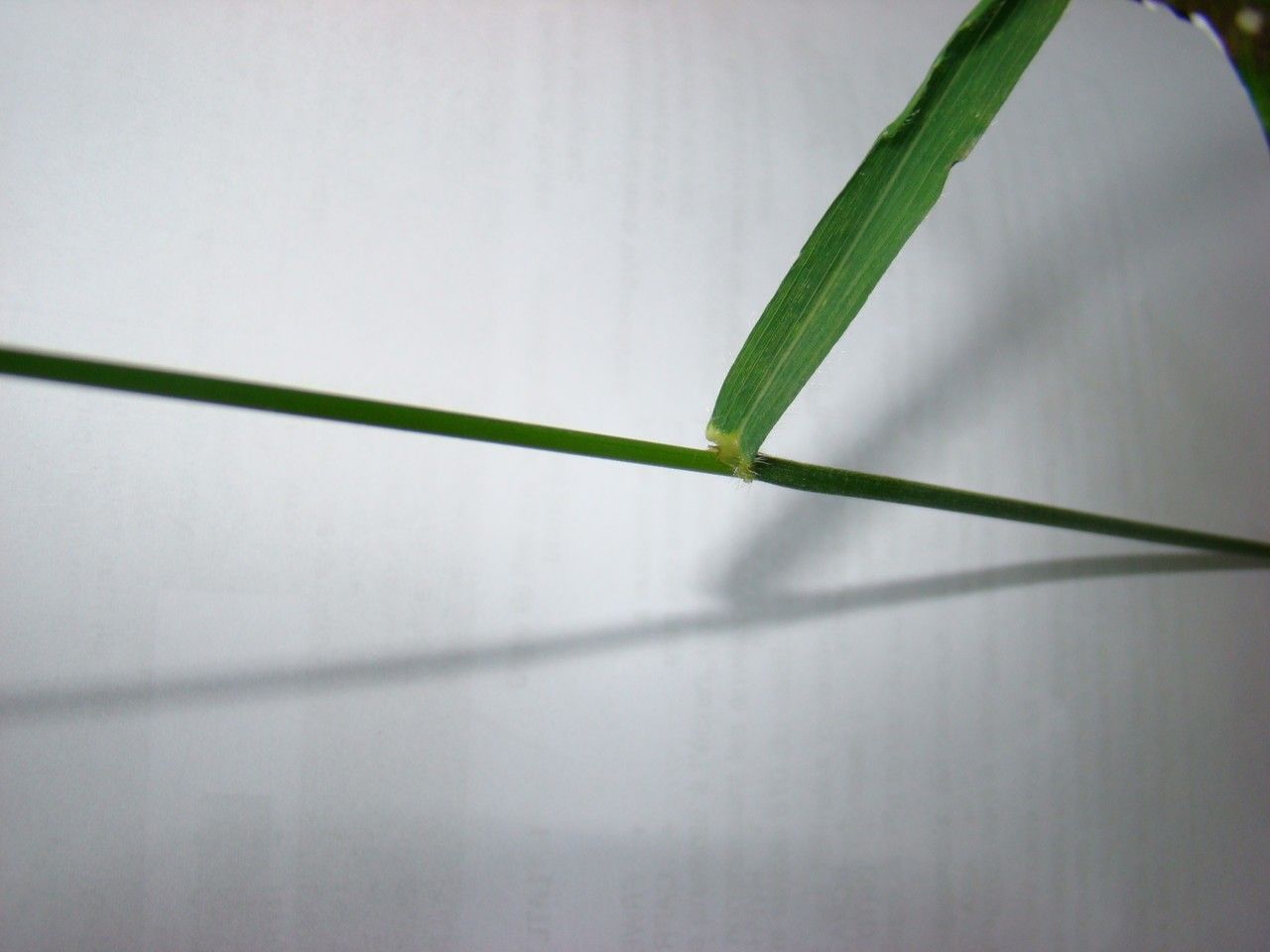 Bromus benekenii other