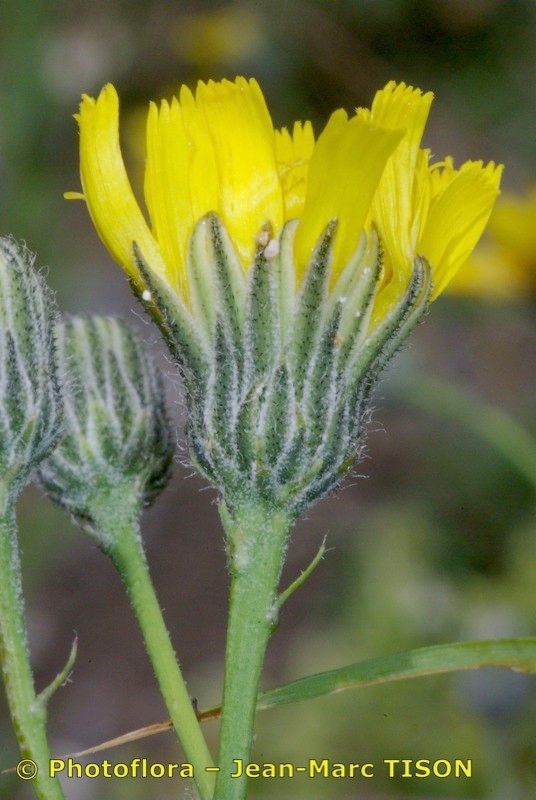 Hieracium chloropsis flower