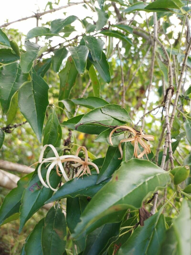 Exostema caribaeum other