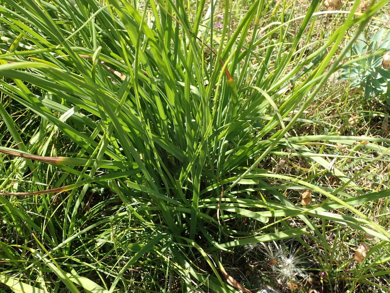 Anthericum ramosum — search result for 'Liliaceae'