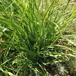 Anthericum ramosum