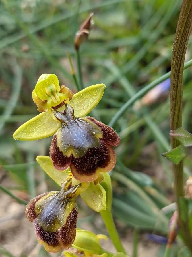 Ophrys × chobautii — houseplant care guide