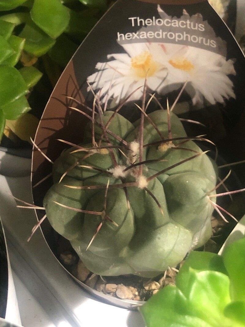 Thelocactus hexaedrophorus leaf